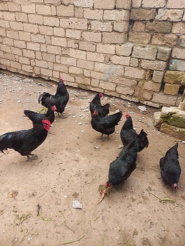 Məhsul: Qara rəngli ev toyuqları (qarışıq sürü) Təsvir: - Şəklin