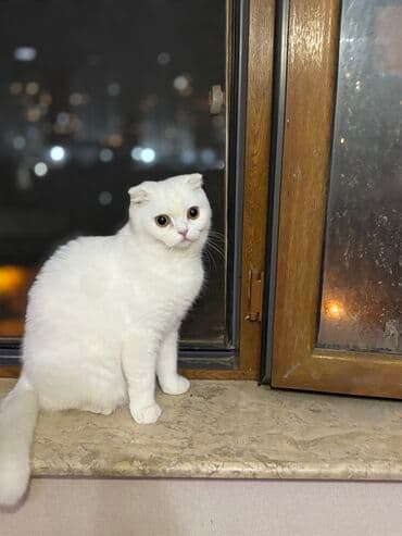 pişim: Şotland, Dişi, Yaxşı əllərə, Ünvandan götürmə, Rayonlara çatdırılma, Pulsuz çatdırılma — 7