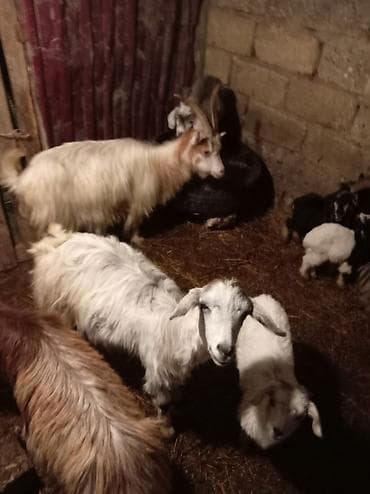 Pişiklər: Məhsul: Qoyun-keçi təsərrüfatından müxtəlif yaşda və cinsdə keçilər — 2