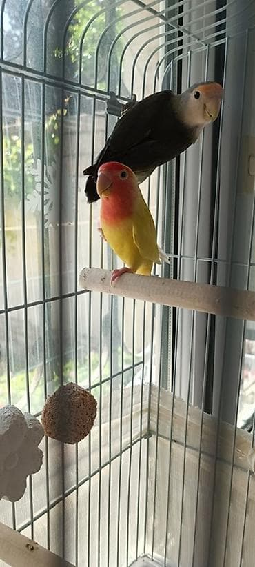 Məhsul: Sevgi tutuquşuları (Lovebird) cütü və qəfəs dəsti Təsvir: -