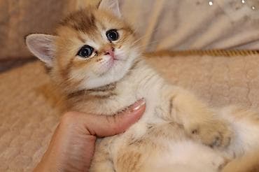 Digər heyvanlar: Qızıl şinşilla, Erkək — 9