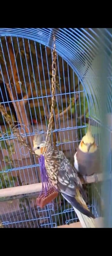 xamyak yuvası: Nimfa (Cockatiel) cütü və qəfəs dəsti - Növ: Nimfa tutuquşusu — 10