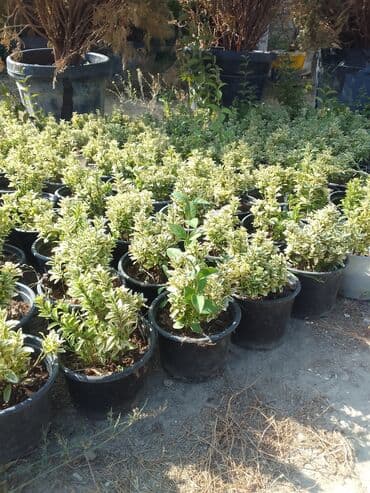 helba bitkisi faydaları: Həmişə yaşıl — 29