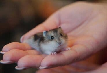 hamster satis: Hamster — 1