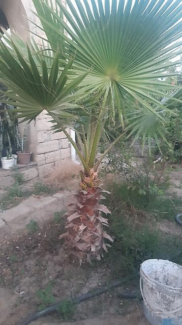 karbamid gübrəsi: Aqava və palma bitkiləri - Aqava americana (yaşıl-zolaqlı və mavi-boz — 4