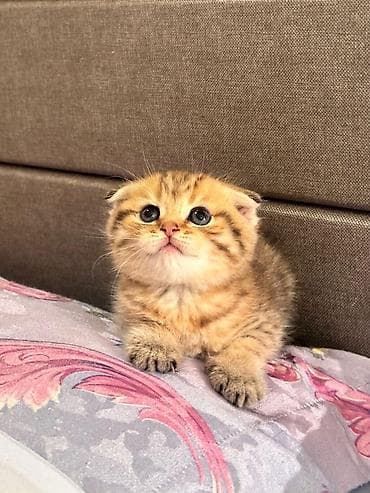 balaca it: Erkək, Dişi — 3