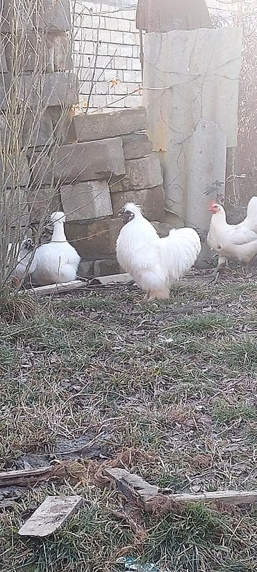 Akvariumlar: Pompom toyuqlarin mayali yumurtasi unvan lenkeran — 3