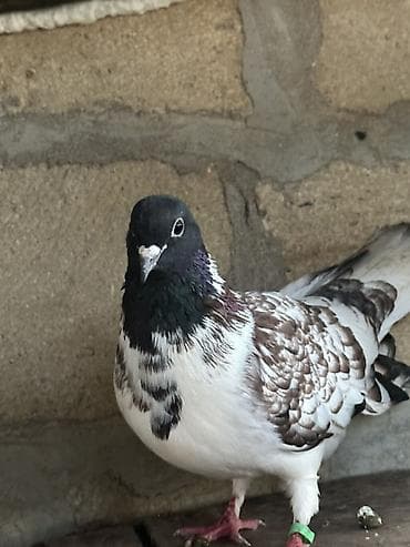 Növ: Göyərçin cütü (bəzək/oyun) Rəng: Qarışıq naxışlı – Qara baş — 3