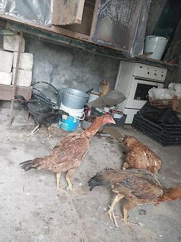 Kənd təsərrüfatı quşları: Super damazlx ferlerdi yumrtaya dusubler hamsini gotren olsa 27 le — 1