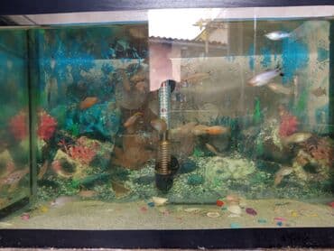 pitbull satılır: Molinezi — 6