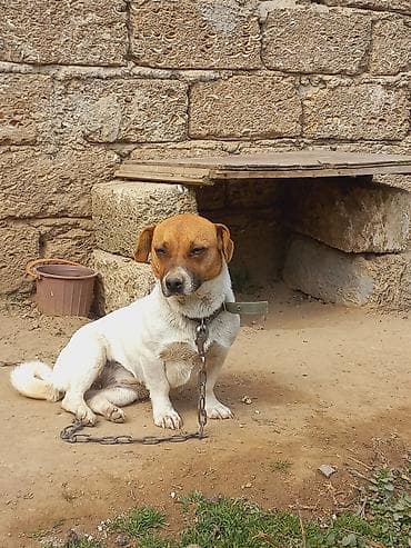 itlee: Cek rassel teryer, 2 il, Dişi — 1