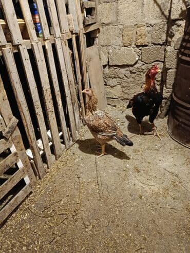 cücə: Toyuq cücələri, Damazlıq — 7