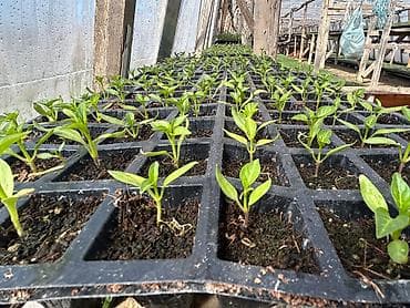 Çöl bitkiləri: Məhsul: Fidan və tinglər (istixana yetişdirilməsi) Təsvir: - Peşəkar — 9