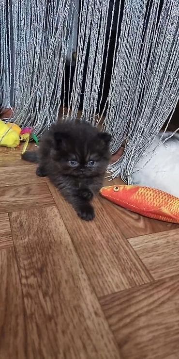 pers pisikler: Cins: Uzun tüklü, yastı burunlu balaca pişik balası.Persdi.Himalay — 2