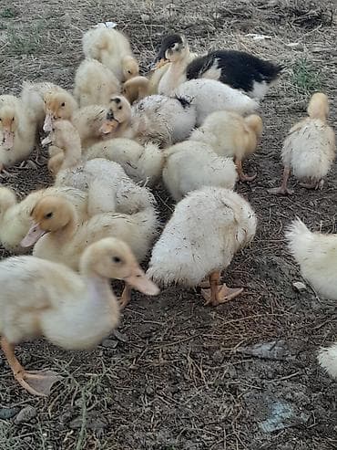 ordek satisi: 20 günlüy kuban ördeyleri satılır 4 manata ünvan yeni güneşli — 3