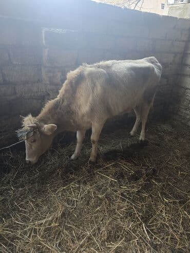 отдам в хорошие руки котенка: Kok dana - Növ: Yerli cins mal-qara - Cins: Erkək (dana) - Rəng: Açıq — 2