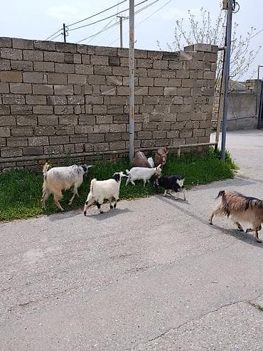 çepiş: 8baş heyvandi 4bala 4ana (2 bala bir dişi bir Erkey Sani — 1