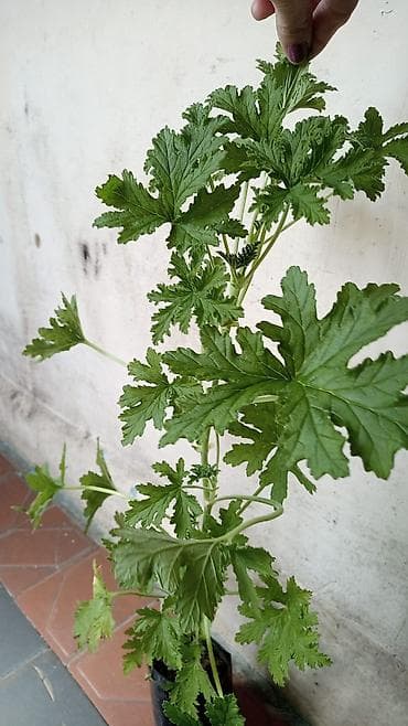 ətirşah bitkisi: Məhsul: 2 ədəd saksı bitkisi dəsti 1) Monstera adansonii (Swiss — 2