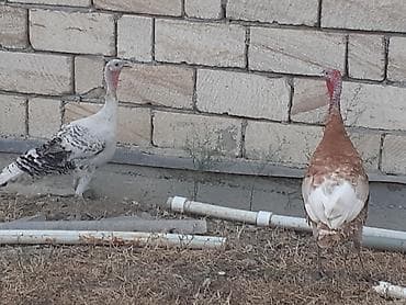 quslar satisi: Qırmızı 5 aylıq cins xoruz hinduşqadı çəkisi 5 kilodan ağırdı fərə — 5