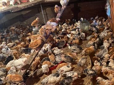 kənd colpası satışı: Satılır durçinka,serbilis,hündüşka — 8