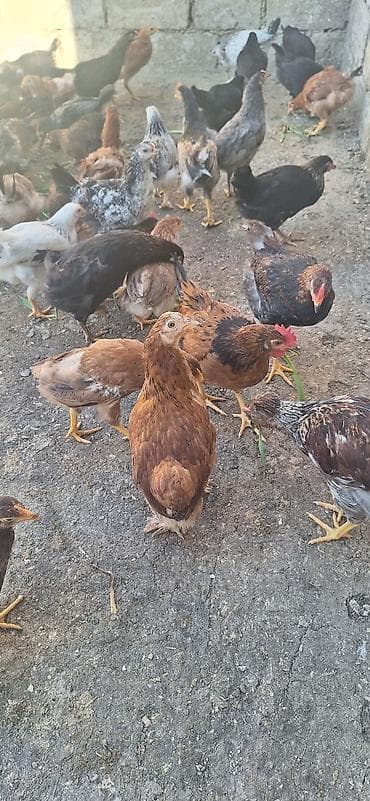 toyuglar: Kend çolpaları .Qiymet 6 manat 50 qepik — 3