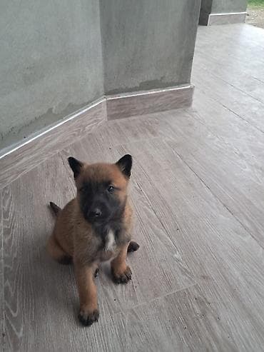 cane corso qiyməti: Belçika çoban iti, 1 ay, Erkek, Peyvəndli, Ünvandan götürmə, Pulsuz çatdırılma — 8