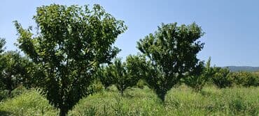 dekorativ dibçək gülləri: 2.5 ha 9 illik intensiv gilas bağı, 1.5 ha boş sahə. Suvarma sistemi — 6