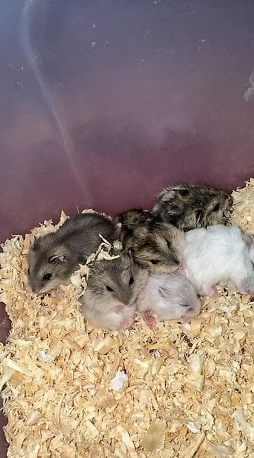 Ag ve boz hamsterler