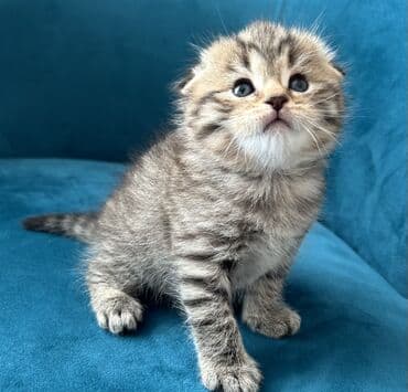 Птицы: Шотландская, Самец — 3