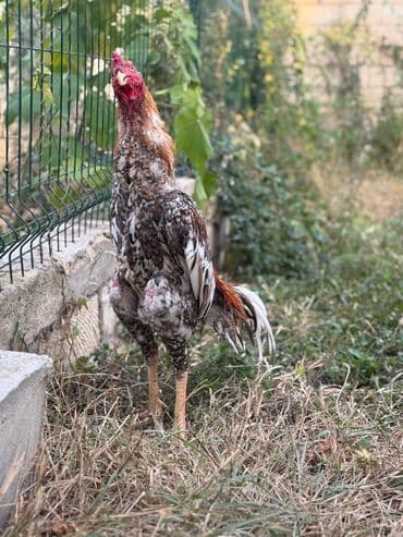 Коровы, быки: Петух, Heyrati, лет: <1, Самовывоз — 6