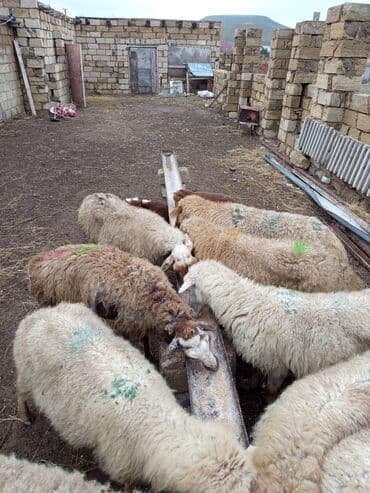 setteri it cinsinin digər adı: 9 qoyun 3 balalı qalanı boğaz sağlam heyvanlardı VATSAP 0503938685 — 2