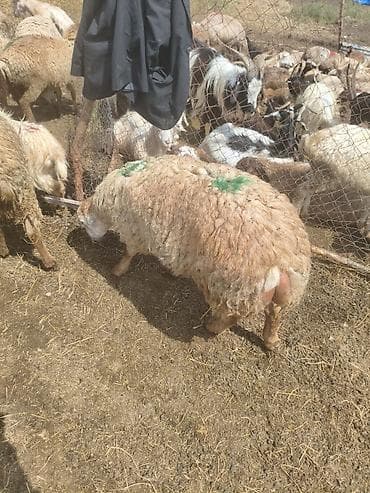 heyvanlar quslar: Kilosu ətin 19m apar tərəzidə verrem şamaxıdadı heyvan damazlıq dişi — 2
