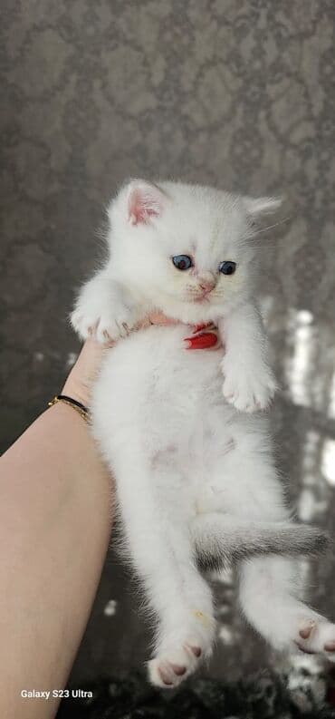 pişik cütləşmə: Ağ balaca pişik balası – mavi gözlü, tükləri yumşaq və sıx. Üzündə və — 4