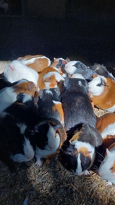 Птицы: Wekilde gorduyunuz Deniz donuzlari satilir saglamliqlarina cavabdexem — 8