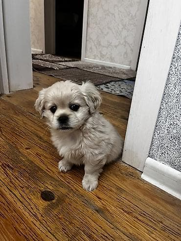 Heyvanlar: Cins: kiçik ölçülü dekorativ balaca it balası Rəng: krem-bej Tük — 1