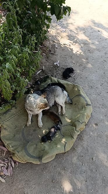 Zvonok, 1 ay, Erkek, Ödənişli çatdırılma, Ünvandan götürmə