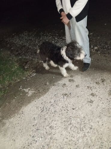 сколько стоит миниатюрный пудель: Məhsul: İt (ev heyvanı) Təsvir: - Uzun, dalğalı tüklü, iki rəngli — 4