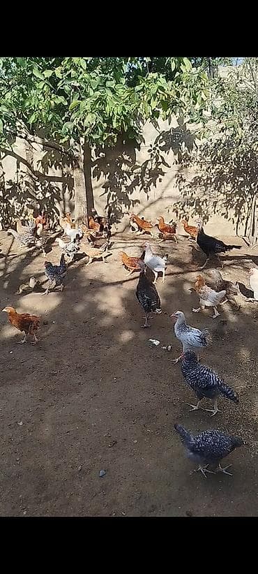kend colpaları: 4 ayının içində olan superaktiv kənd çolpaları satılır, kəsməli təbbi — 5