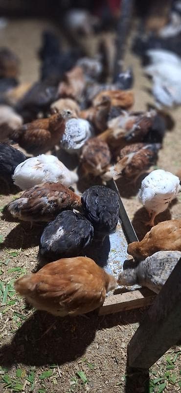 saso cücələri: Toyuq cücələri, Damazlıq, Pulsuz çatdırılma, Ödənişli çatdırılma — 4