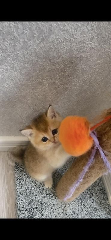 pisik satanlar: Şinşilla, Dişi — 4