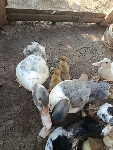 bala ordek: Salam Lal ördek balaları satılır 10 eded balaca 7 eded boyuk bırdenede — 5