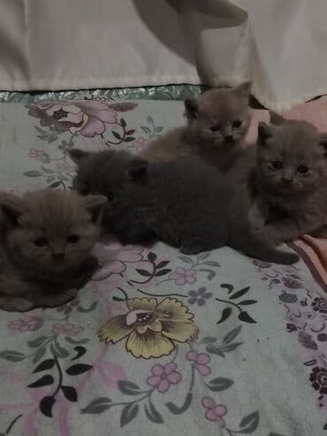pişik cutləşdirmə: Şotland, Erkək, Dişi, Yaxşı əllərə, Ünvandan götürmə — 8