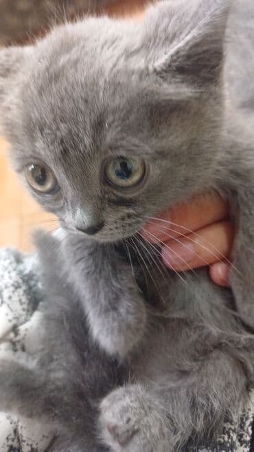 Tavalar: Yaxşı əllərə — 2