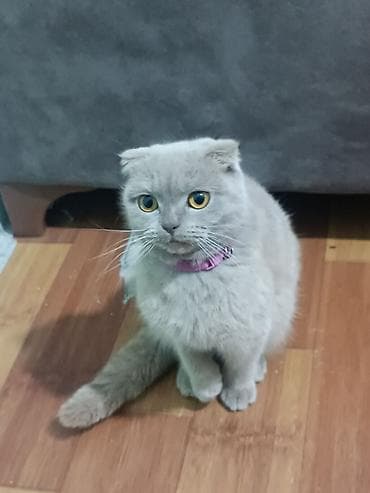 pisik almaq: Şotland yastı qulaq, Dişi, Yaxşı əllərə, Ünvandan götürmə — 1