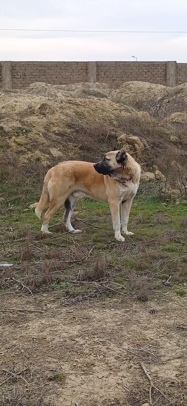 Heyvanlar üçün mallar: Qurdbasar, 11 ay, Erkek, Peyvəndli, Ödənişli çatdırılma — 5