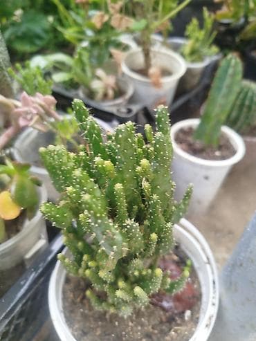 peygember ciceyi: Daxili və balkon yaşıllaşdırılması üçün saksı sukulent/kaktus — 7