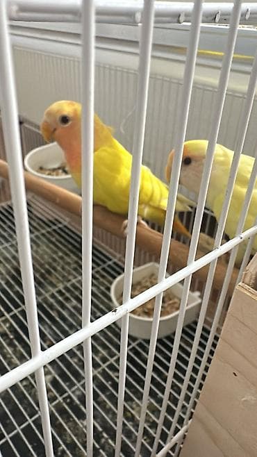 клетка для попугая купить: Sevgi quşları (lovebird) cütü və qəfəs dəsti - Növ: Lovebird (sevimli — 5