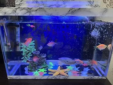 Dördbucaq akvarium, Balıqlarla birlikdə, 18 l, Ünvandan götürmə, Ödənişli çatdırılma