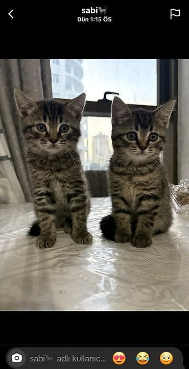 Tabbi, Yaxşı əllərə