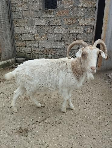 Pişiklər: Erkək, il: 1, Damazlıq — 8